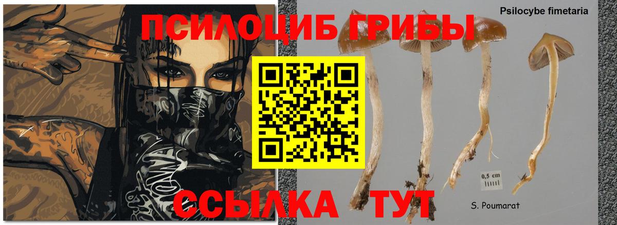 Вязники  Псилоцибиновые грибы прущие грибы  Псилоцибиновые грибы прущие грибы  как найти закладки  Вход с VPN 